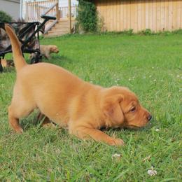 Labrador Retriever Puppies from Semko's All-Sports Dog