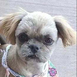 Luna - Shih Tzu