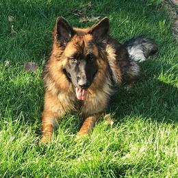 German Shepherd Puppies from Lost Creek German Shepherds LLC