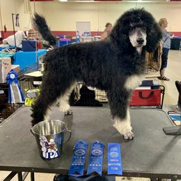 Poodle Puppies from Cosmic Caliber Standard Poodles