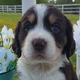 Dogue de Bordeaux and English Springer Spaniel Puppies from Wildwood