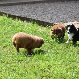 Toy Australian Shepherd Puppies from Double M Toy and Mini Aussies