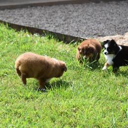 Toy Australian Shepherd Puppies from Double M Toy and Mini Aussies