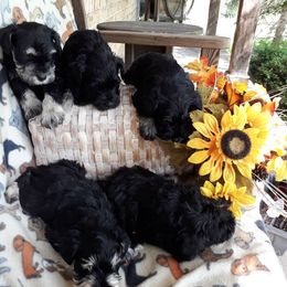 Golden Retriever and Miniature Schnauzer Puppies from Mervar Kennel