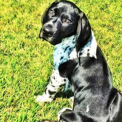 German Shorthaired Pointer Puppies from Pretty Prairie Kennel