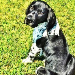 German Shorthaired Pointer Puppies from Pretty Prairie Kennel