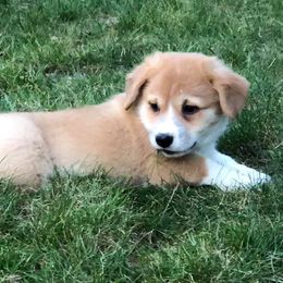 French Bulldog and Pembroke Welsh Corgi Puppies from Top Shelf Corgis and Frenchies
