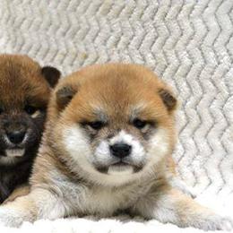 Shiba Inu Puppies from Prairie Shibas