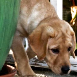 Bree - Labrador Retriever