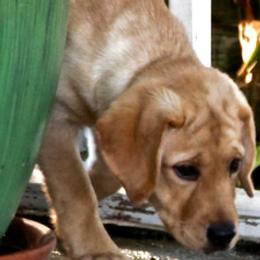 Bree - Labrador Retriever