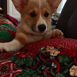 Pembroke Welsh Corgi Puppies from Wind Mountain Corgis