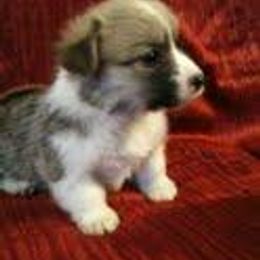 Pembroke Welsh Corgi Puppies from Dell-Mar Corgis