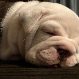 English Bulldog Puppies from Silver State Bulldogs