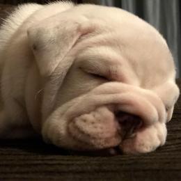 English Bulldog Puppies from Silver State Bulldogs