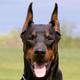 Doberman Pinscher