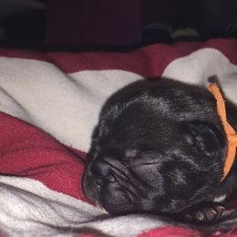 French Bulldog Puppies from Cedar Croft Kennel
