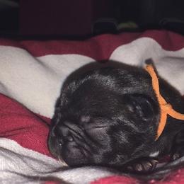 French Bulldog Puppies from Cedar Croft Kennel