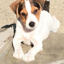 Jack Russell Terrier Puppies from SeaDog Jack Russell Terriers