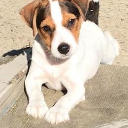 Jack Russell Terrier Puppies from SeaDog Jack Russell Terriers