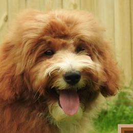 Goldendoodle adult dog