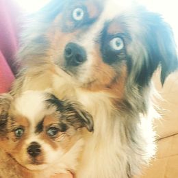 Australian Shepherd Puppies from Crazy 8 Aussies