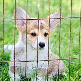 Pembroke Welsh Corgi Puppies from Edgewood Farm