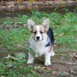 Pembroke Welsh Corgi Puppies from Cross Country Corgis
