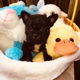 French Bulldog Puppies from Monarchy's Finest French Bulldogs