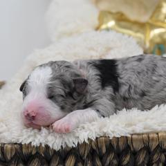 Border Collie and Bordoodle Puppies from Oregon Bordoodles