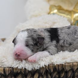 Border Collie and Bordoodle Puppies from Oregon Bordoodles