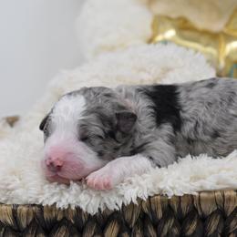 Border Collie and Bordoodle Puppies from Oregon Bordoodles