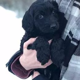Australian Labradoodle Puppies from North Country Australian Labradoodles