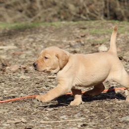 Labrador Retriever Puppies from Deep Hollow Labrador Retrievers