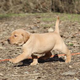 Labrador Retriever Puppies from Deep Hollow Labrador Retrievers