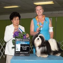 Tapscott B.I.S. Havanese breeder of Havanese