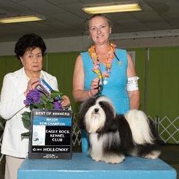 Tapscott B.I.S. Havanese breeder of Havanese