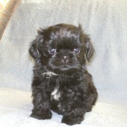 Shih Tzu Puppies from Sabar Shih-tzu