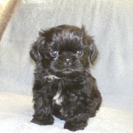 Shih Tzu Puppies from Sabar Shih-tzu