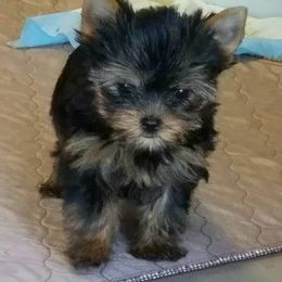Yorkshire Terrier Puppies from Rosemark Kennel Yorkies