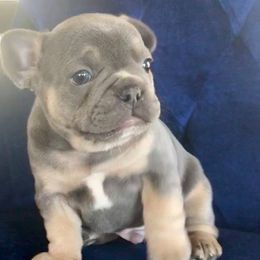 French Bulldog Puppies from Kansas French Bulldogs