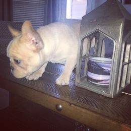 French Bulldog Puppies from Bouledogue Royal