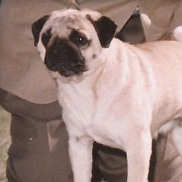 Swizzle - Pug