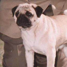 Swizzle - Pug