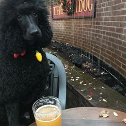 Natalie - Poodle