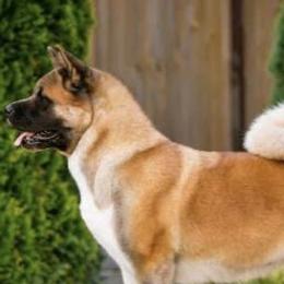 Carrots - Akita