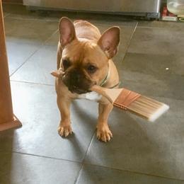 French Bulldog and Pembroke Welsh Corgi Puppies from Laurel Canyon Kennels