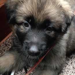 German Shepherd Puppies from Darkwing GSD