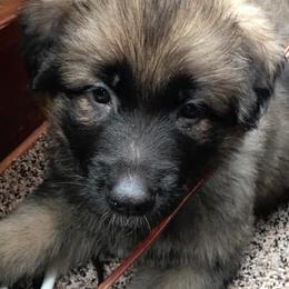 German Shepherd Puppies from Darkwing GSD