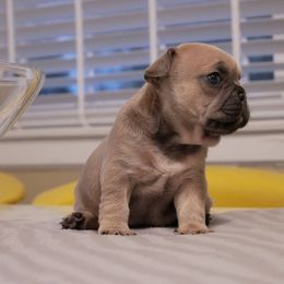 French Bulldog Puppies from French Pup