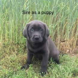 Labrador Retriever Puppies from New Life Labradors